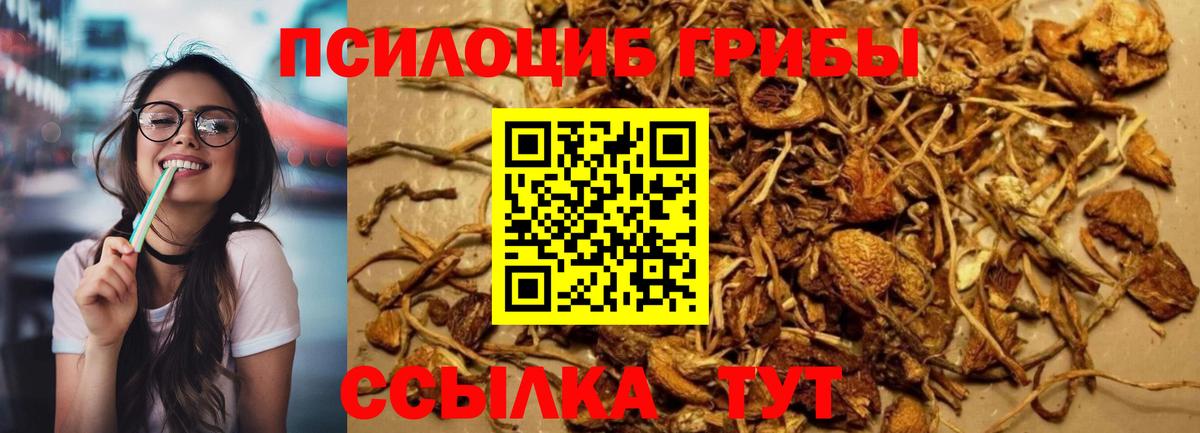 Галлюциногенные грибы Cubensis Выборг